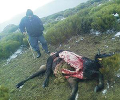 La Junta de Castilla y León plantea zonas de exclusión de lobos para proteger a la ganadería